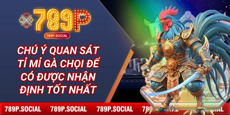 Chú ý quan sát tỉ mỉ gà chọi để có được nhận định tốt nhất